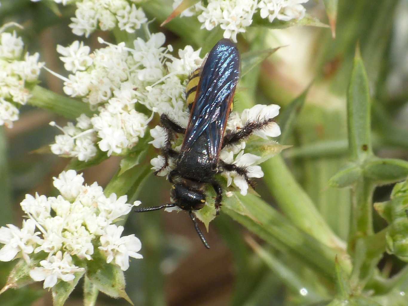 Colpa sexmaculata